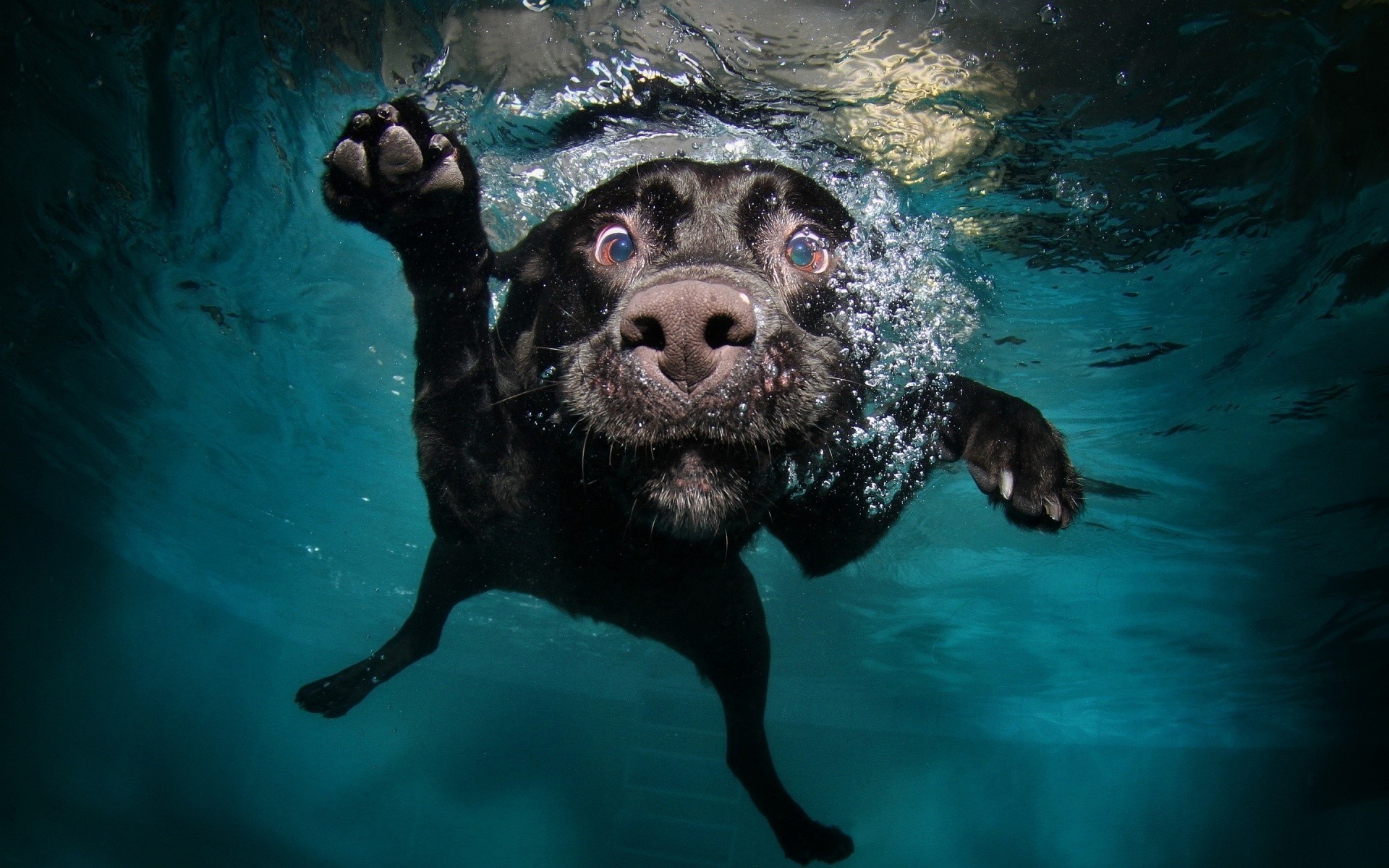 chien ami frottis bulles eau