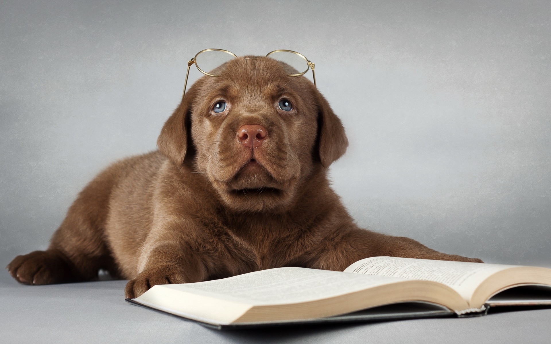 libro amico occhiali da sole cane labrador