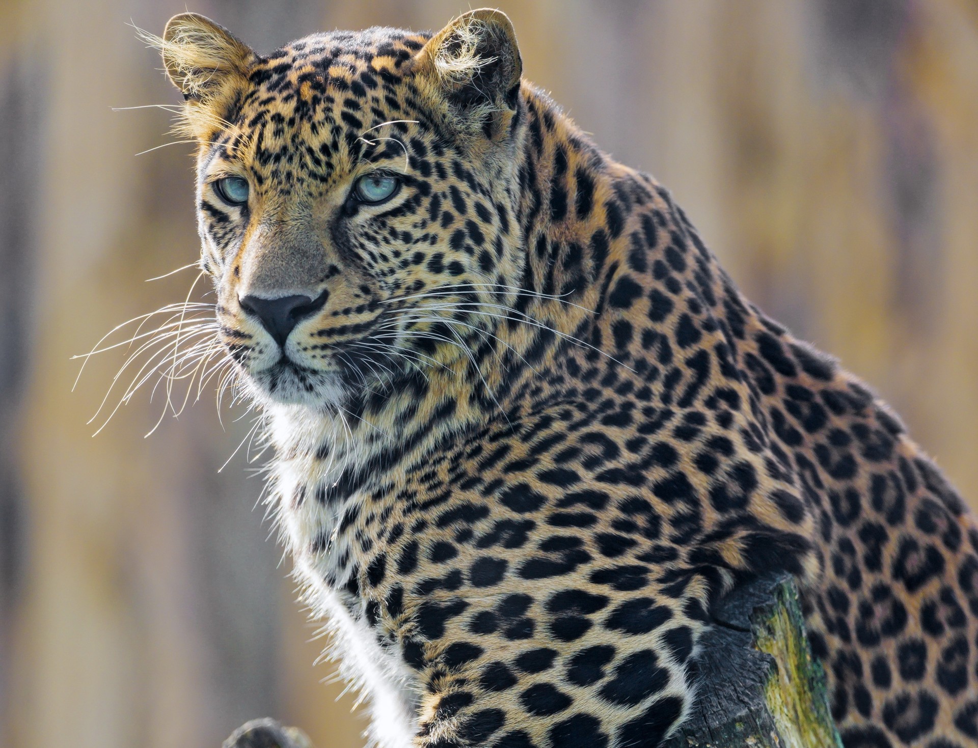 leopardo giovane in posa maschio ramo