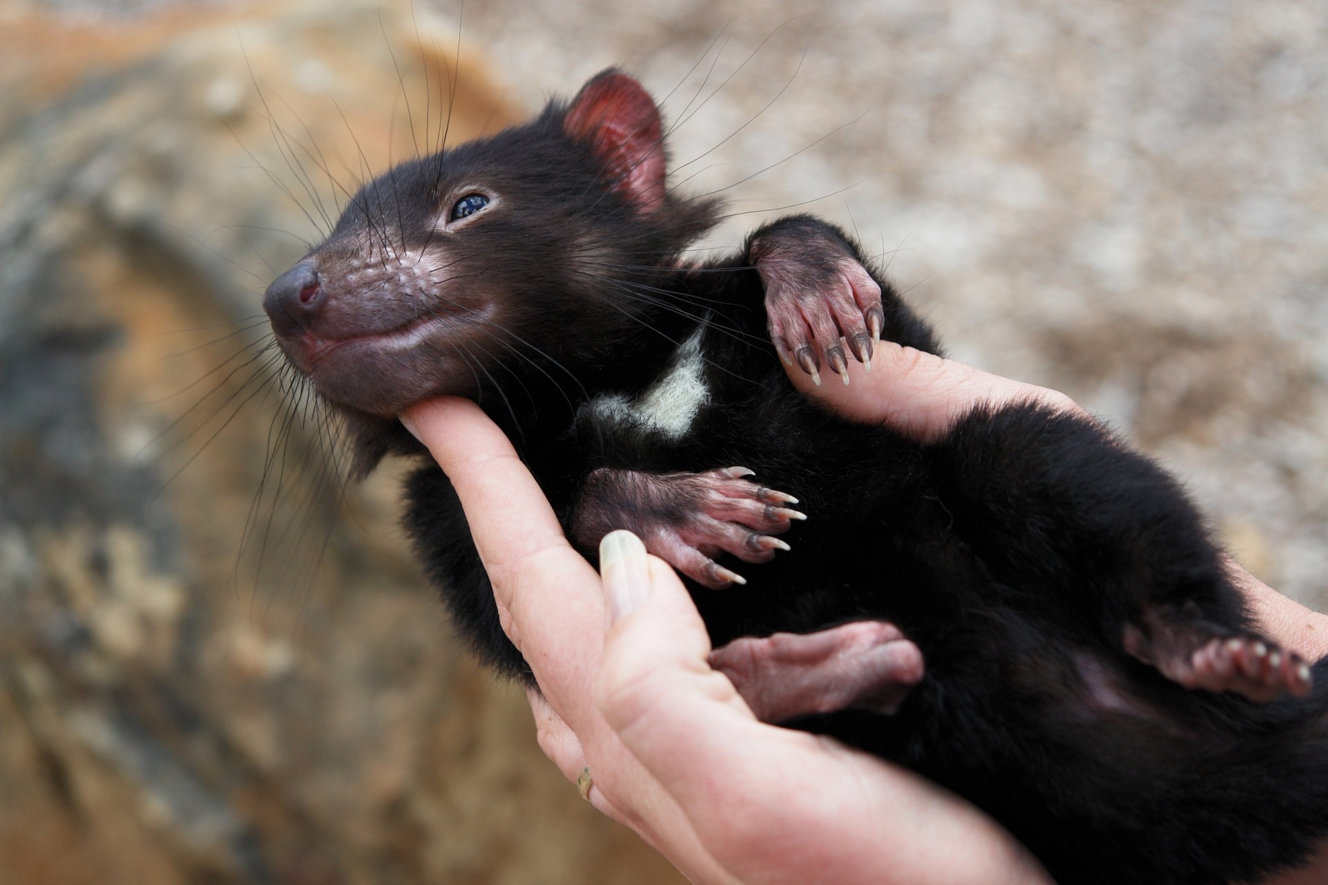 tasmanian devil animals hand