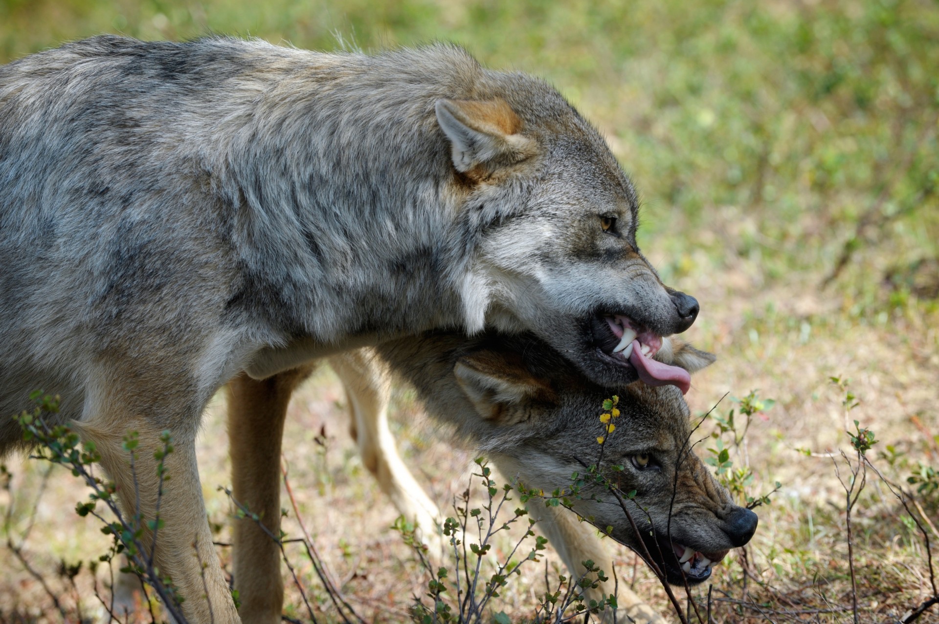 lobo animales pareja