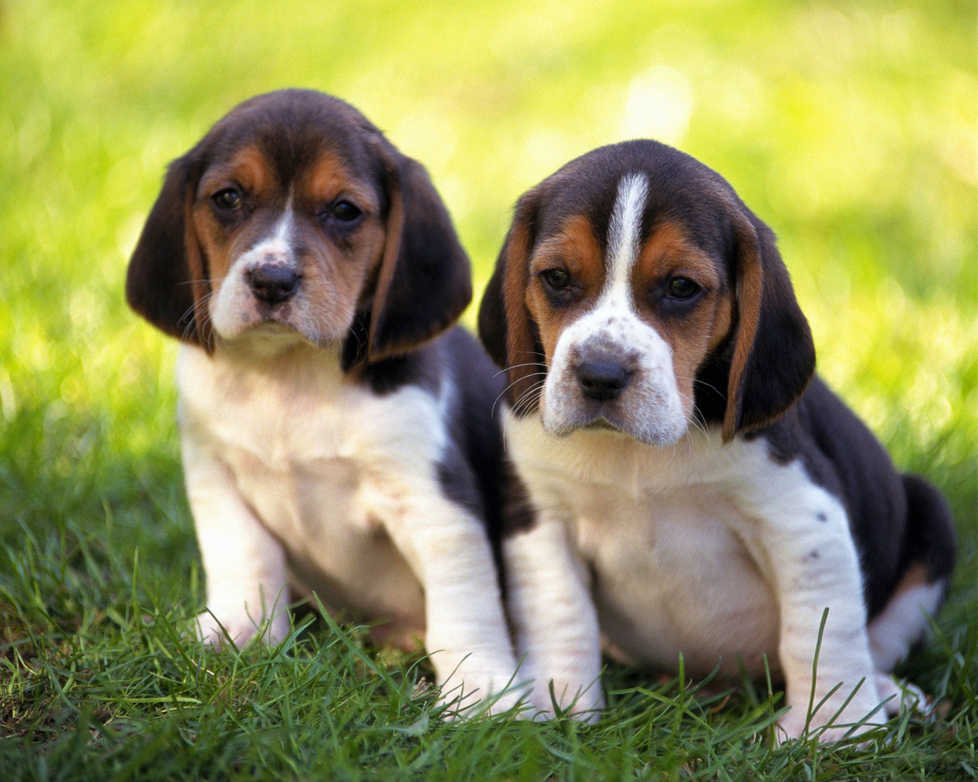 grass puppies the pair