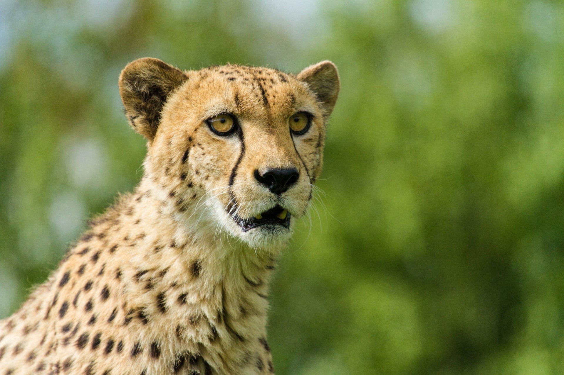 wild cat cheetah teeth