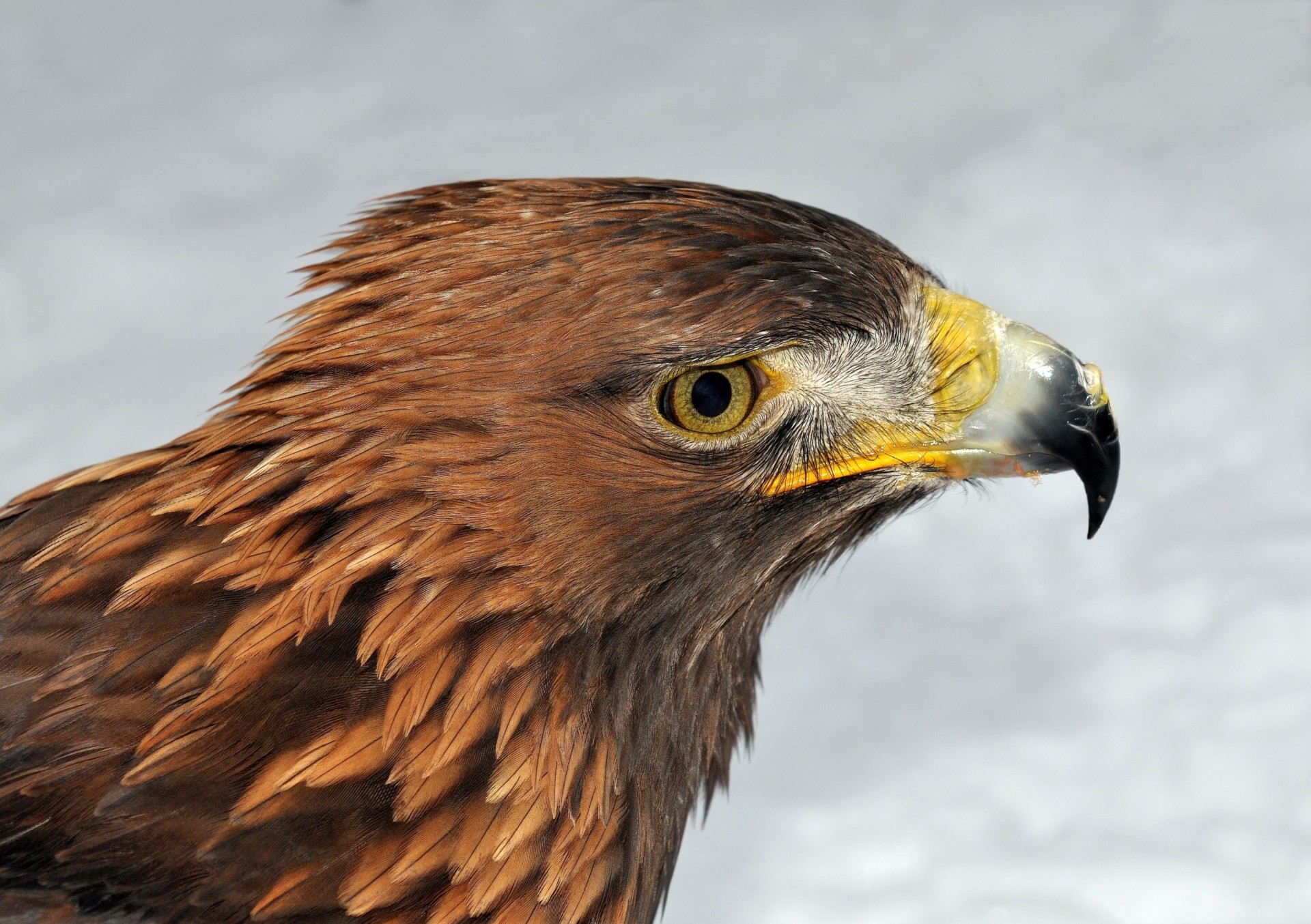 beak golden eagle head predator bird