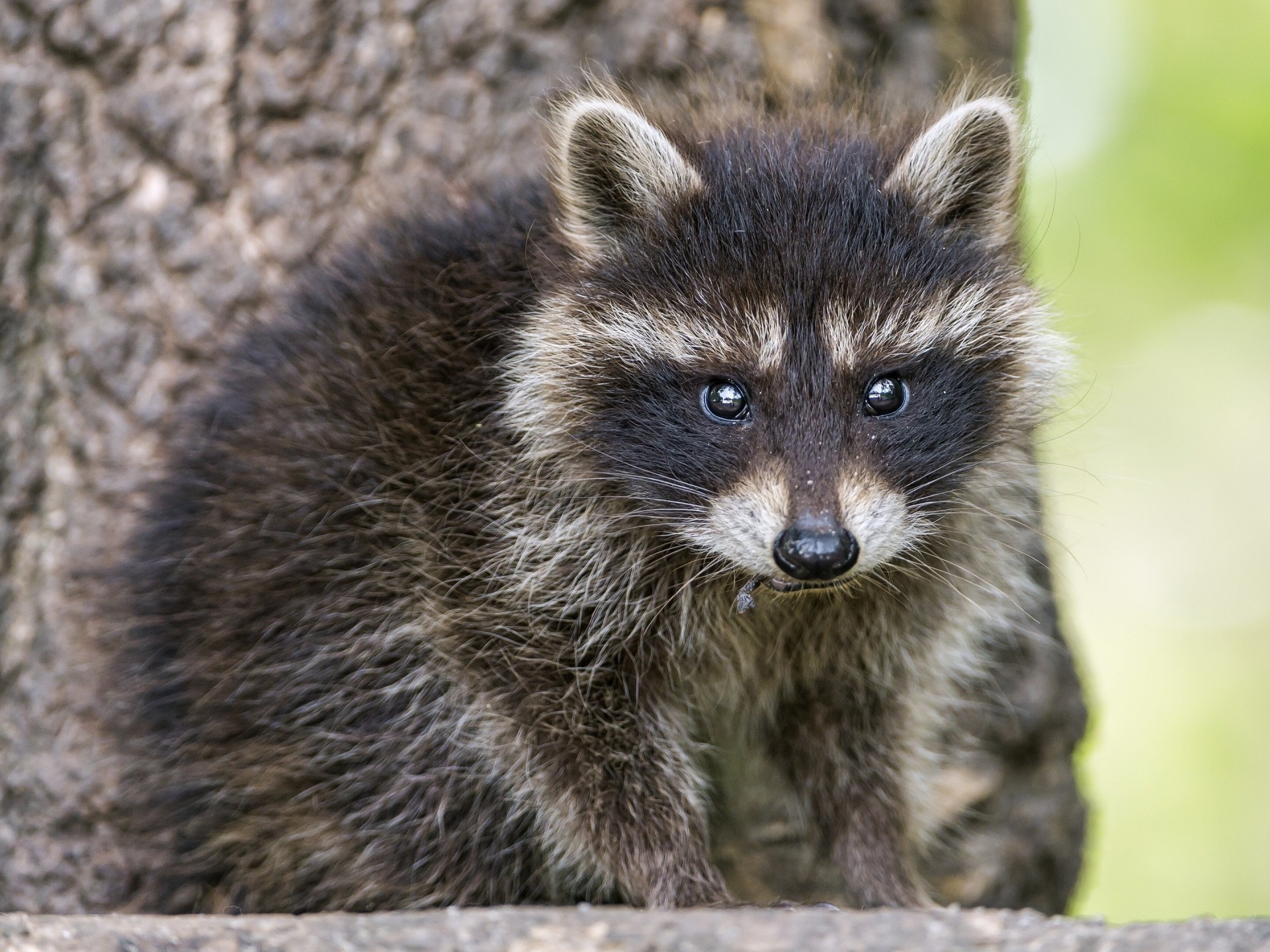 baby raccoon view