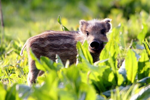 Baby boar in summer on the grass