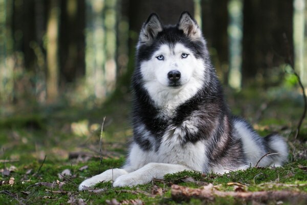 Der Husky liegt auf einer Lichtung unter Bäumen