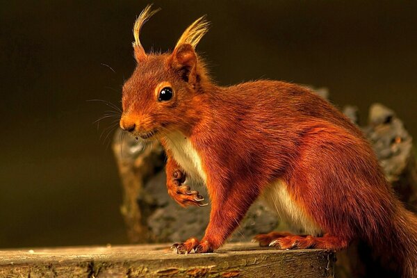 Chipmunk rosso su schiuma