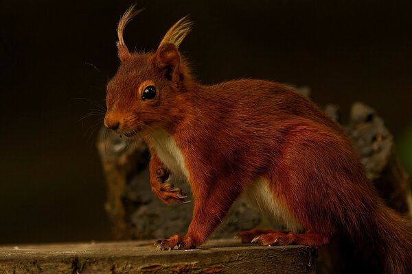 Redhead foresta Scoiattolo seduto