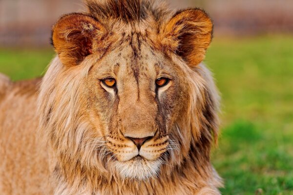 Photo d un jeune Lion sur fond d herbe verte