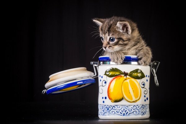 Gatto seduto invece di zucchero