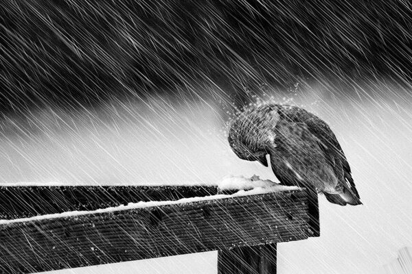 Una tormenta de invierno golpea a un pequeño pájaro
