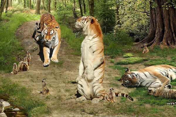Viele Tiger auf dem Bild