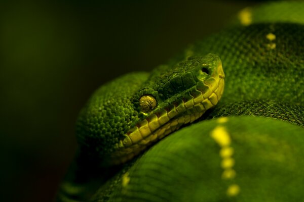 The green snake lay low waiting for prey