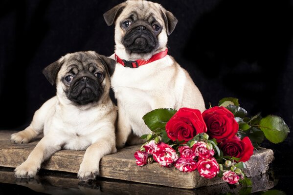 Süße Möpse liegen mit Rosen