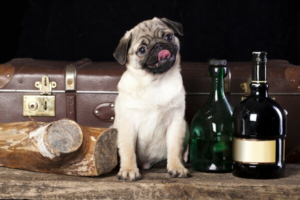 Funny pug is sitting next to a log and bottles