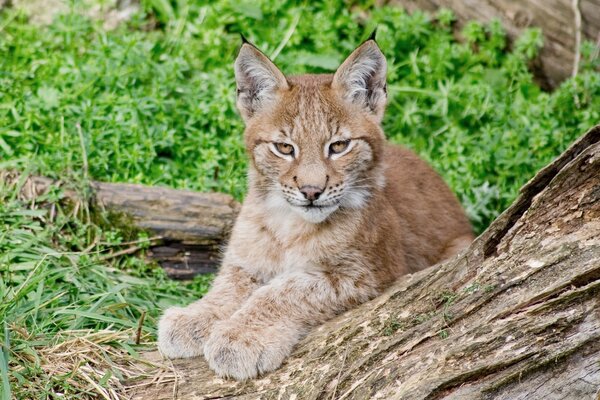 The lynx is lying near a tree on the grass