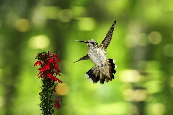 A hummingbird flies up to a plant with red flowers