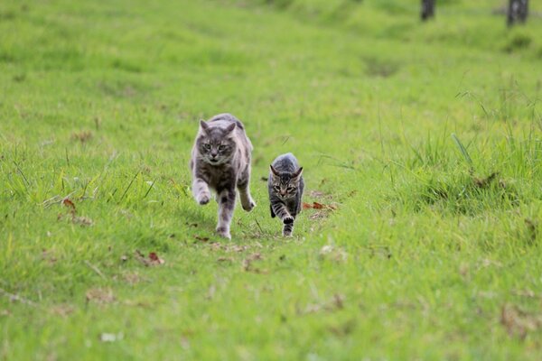 Two cats running on the grass