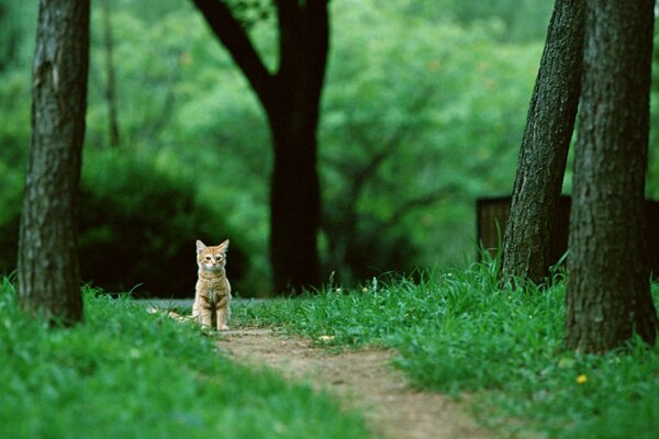 Gato pelirrojo sentado en un camino entre los árboles