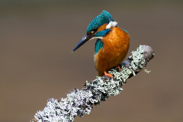 View of a kingfisher bird on a branch