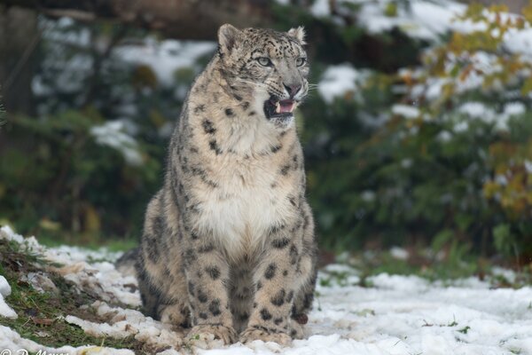 Leopardo salvaje sentado en la nieve