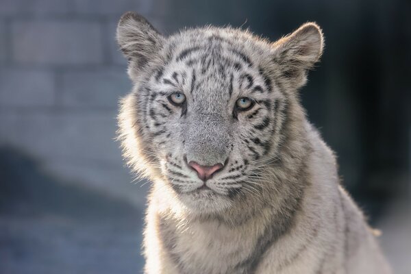 Ein Tigerbaby, ein müder Blick