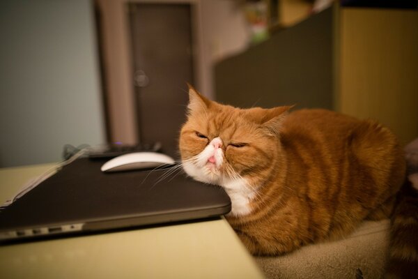 Gros chat dort sur un ordinateur portable