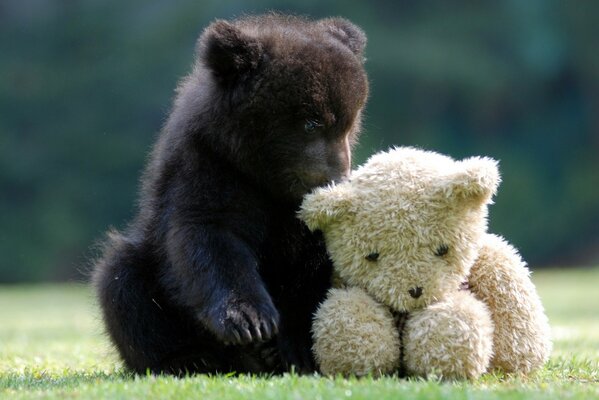 Oso de peluche sentado con un oso de peluche