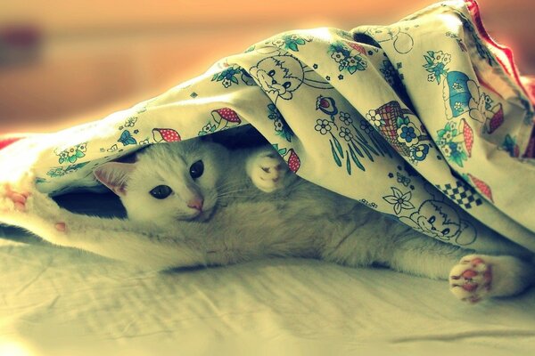 A playful cat is lying under a blanket