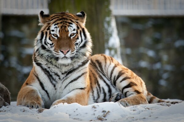 Die große Tigerkatze liegt im Winter im Schnee