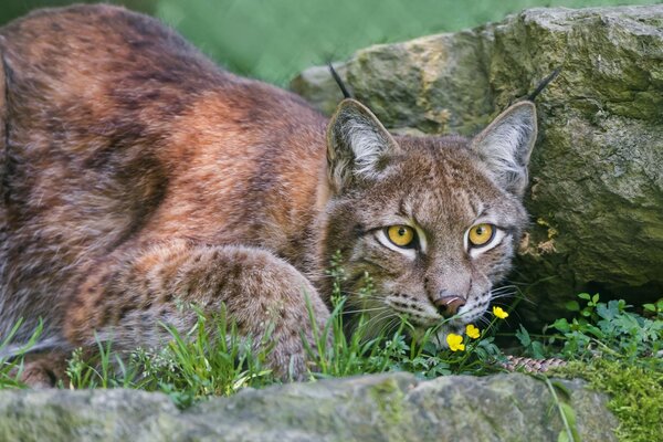 Wildkatze Luchs im Wald auf Steinen mit Blumen