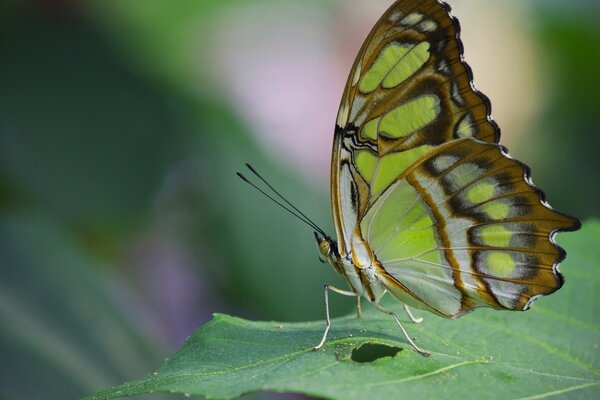 Ein Schmetterling sitzt auf einem grünen Blatt