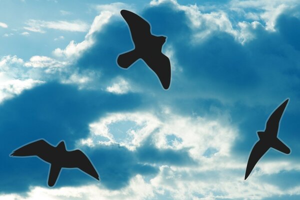 Контуры птиц на небе с облаками