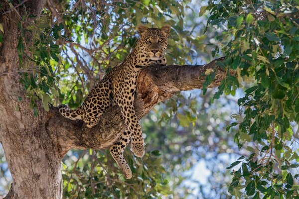 Un gato salvaje descansa en un árbol