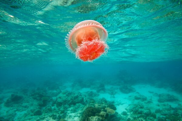 Eine Qualle schwimmt im blauen Meer