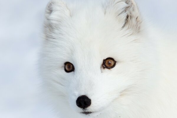 Arctic fox with brown eyes looks into the camera