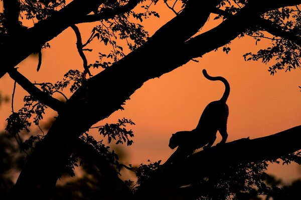 Leopardo su un albero ai raggi del tramonto
