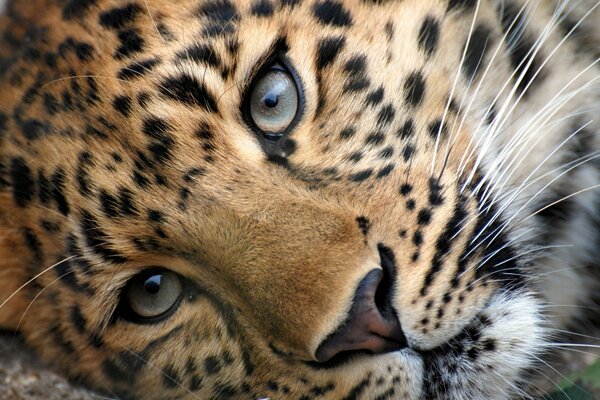 Schönes Foto von einer wilden Katze, einem Leoparden