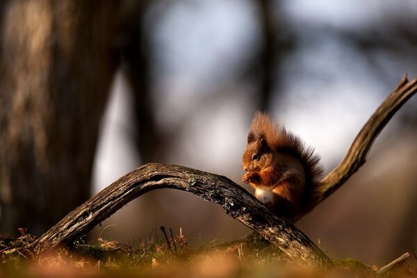 A little squirrel in the forest