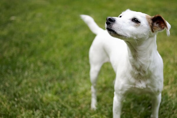 Mignon chien est sorti pour une promenade