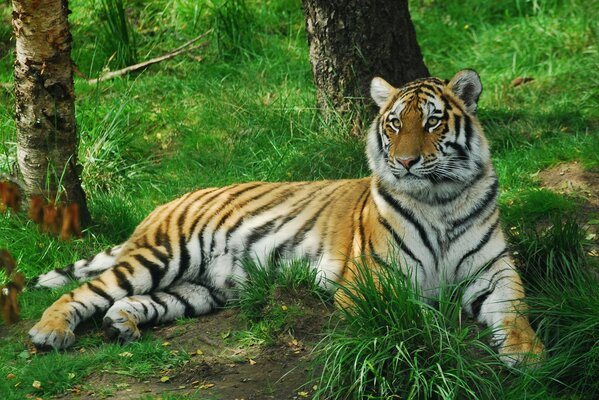 A tiger lies in a green forest