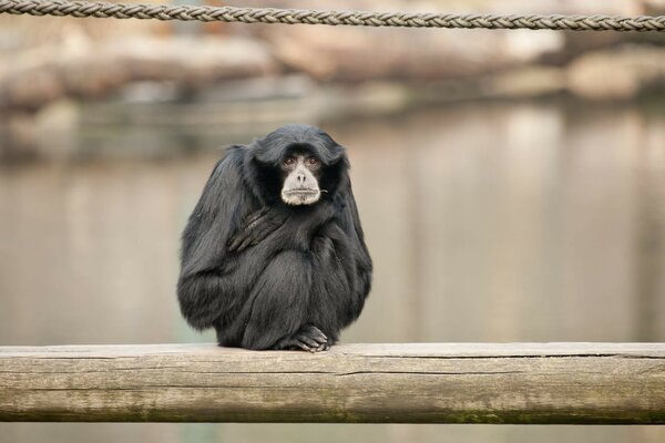 Singe assis sur une poutre en bois