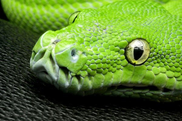 Serpente verde con occhi verdi