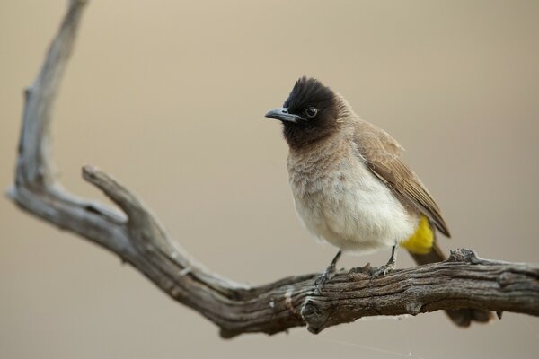 A small bird is sitting on a branch