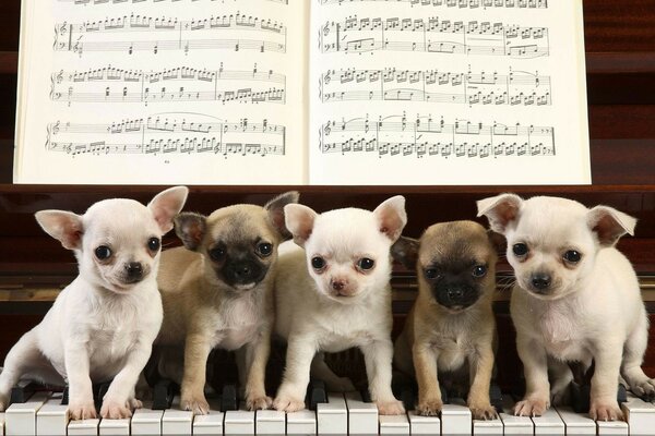 Cuccioli seduti su un pianoforte con spartiti