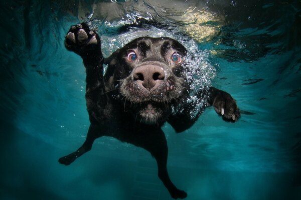 Schwimmender Hund mit Wasserblasen