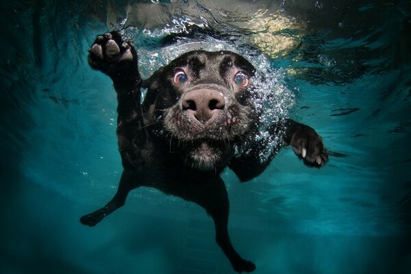 Floating dog with water bubbles