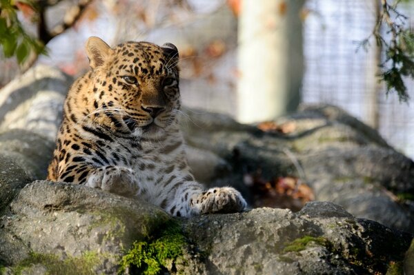 Eine Wildkatze liegt auf einem Stein