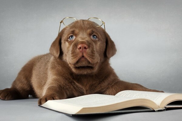 Labrador liest ein Buch mit Brille